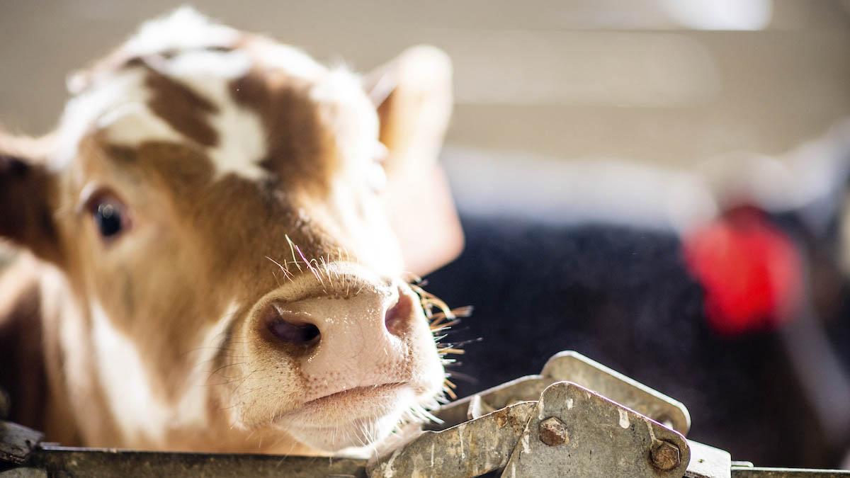 A calf resting his chin on fence.