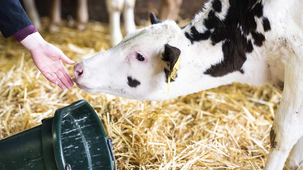 A calf going to lick a persons hand.