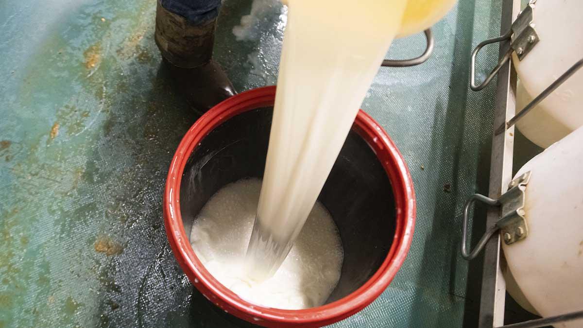 Milk being poured in a bucket.