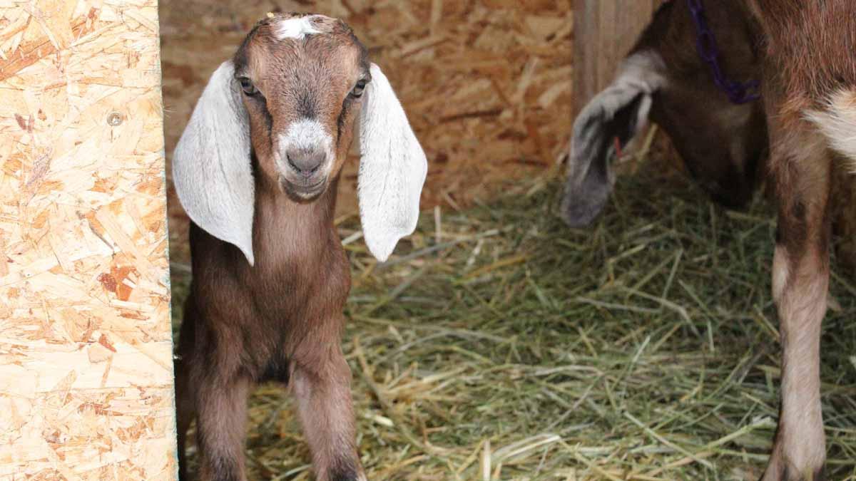 Baby goat in a stall