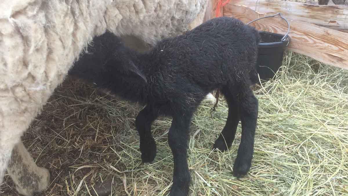 Black lamb feeding off her mother.