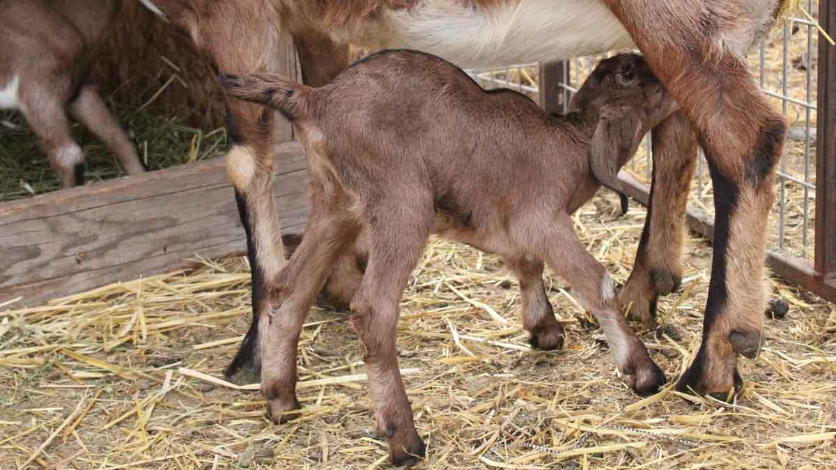 Nursing baby goat