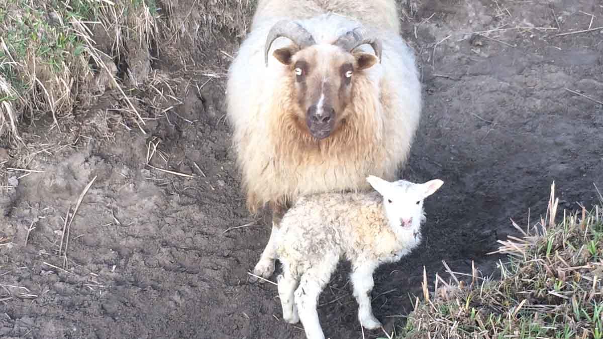 Icelandic sheep with lamb