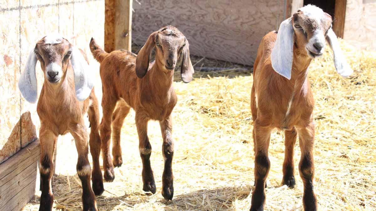 Three goat siblings