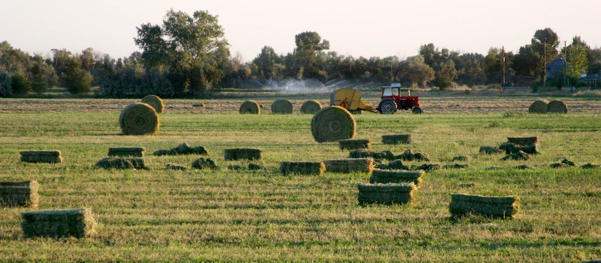 Hay bales fill a field.