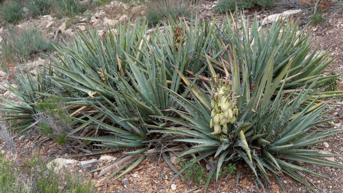 Yucca Glauca plants