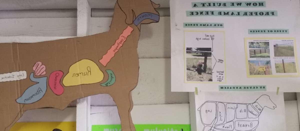 Posters showing "how we built a proper lamb fence" and parts of the lamb's body.