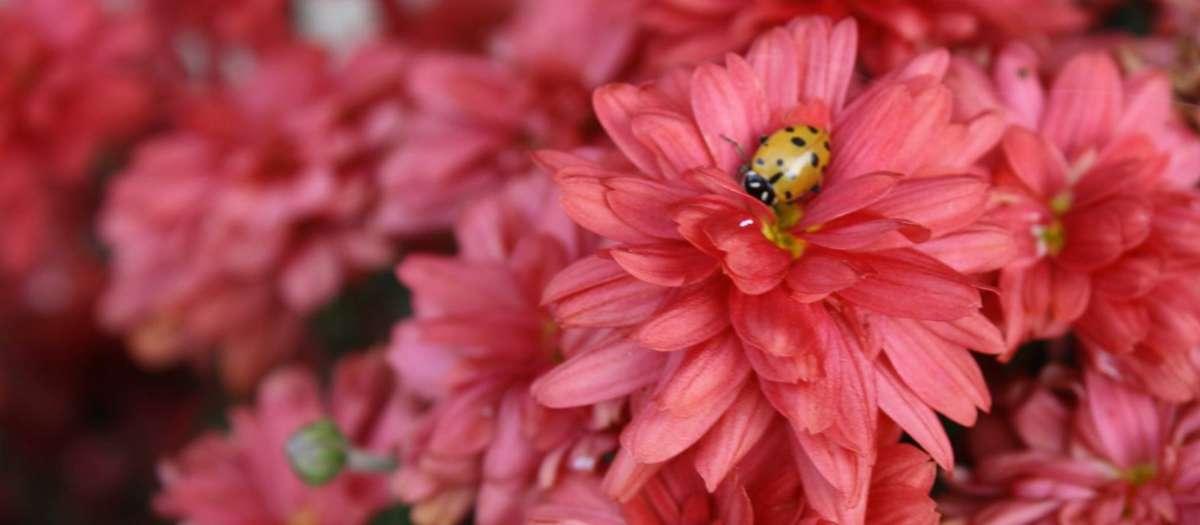 Washington-County-flower-ladybug.jpg