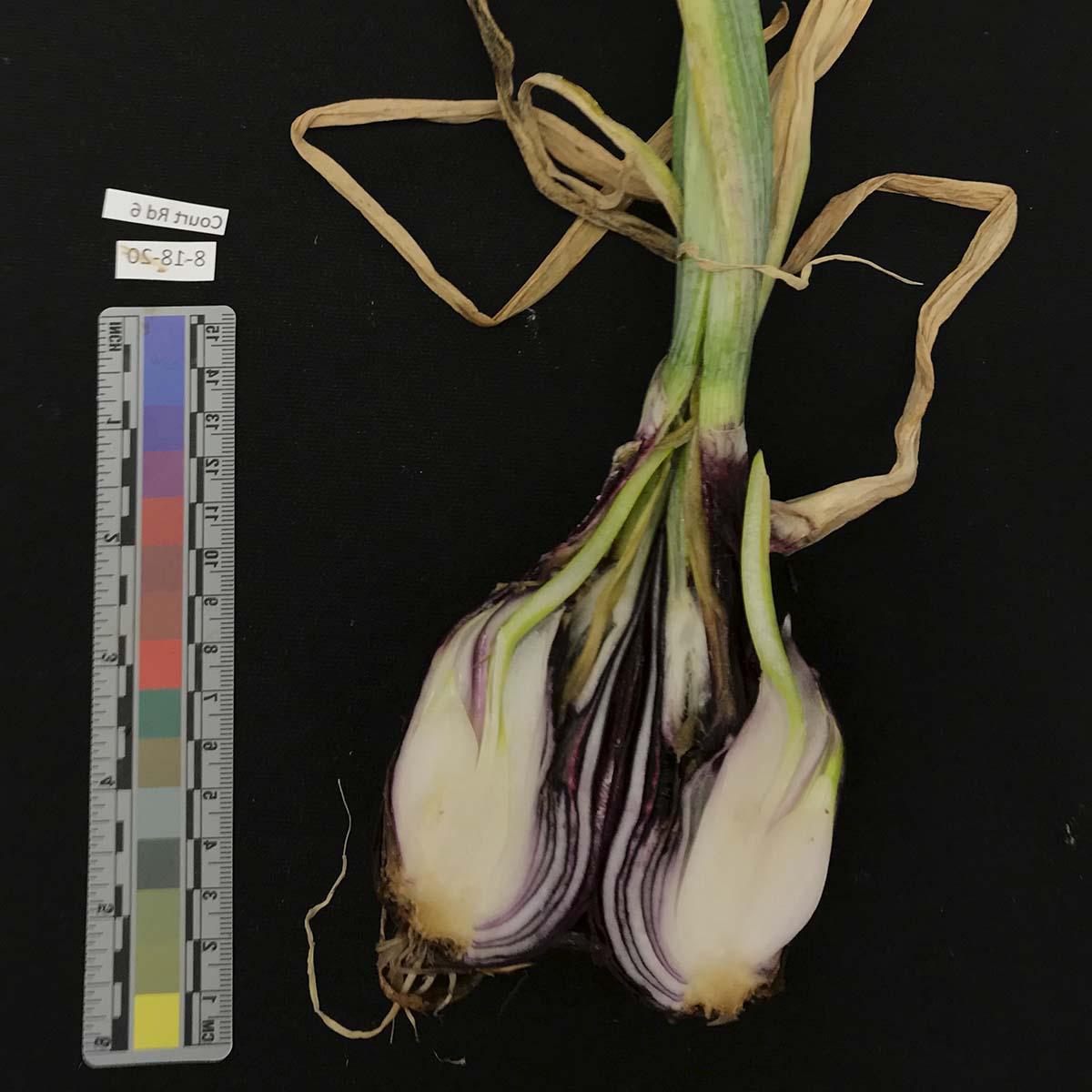 假单胞菌spp. -球茎症状(自然感染)